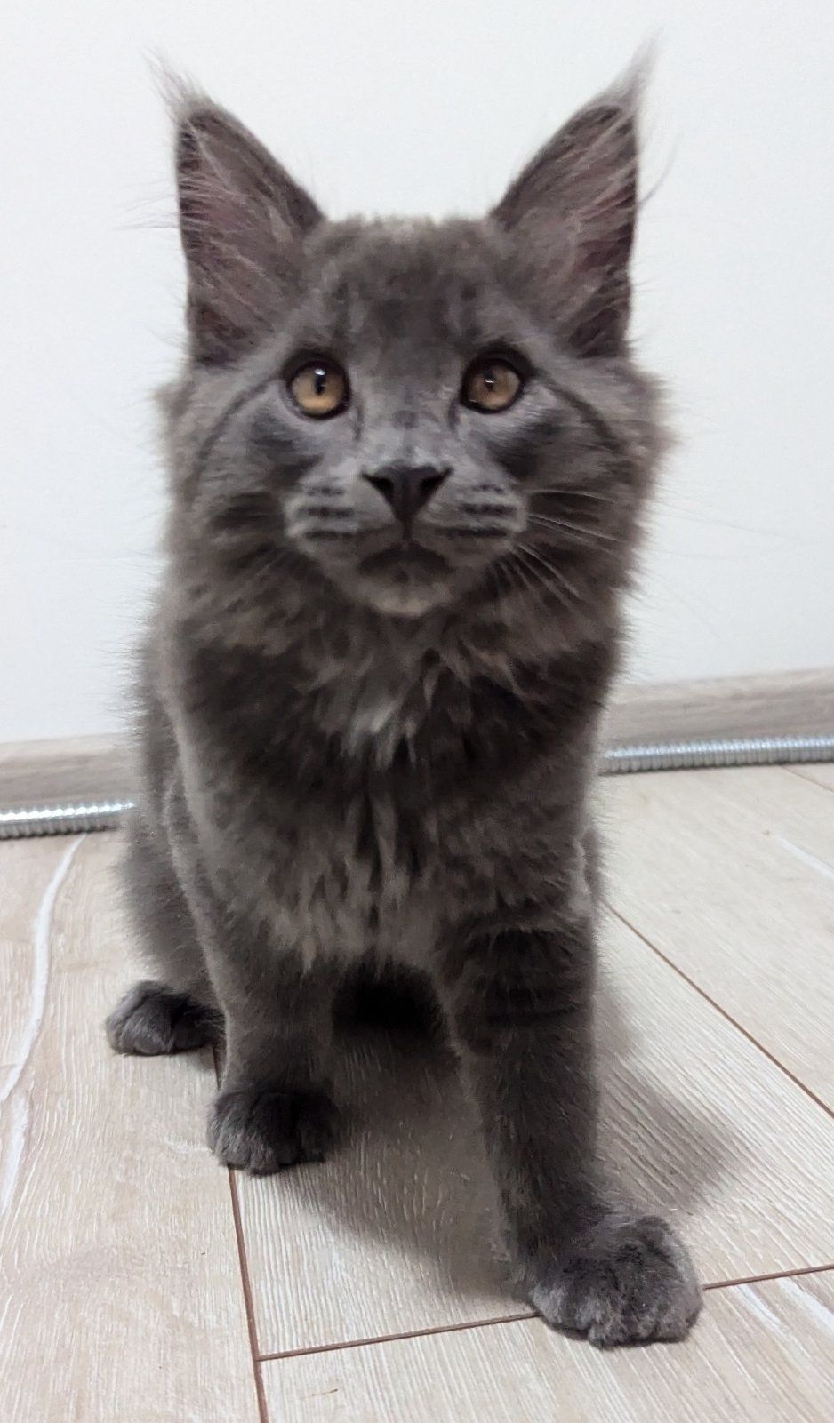 Кошенята Мейн кун
