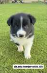 Border collie suczka