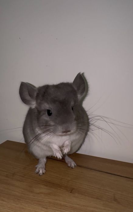 Szynszyla standart - młody samiec i samica