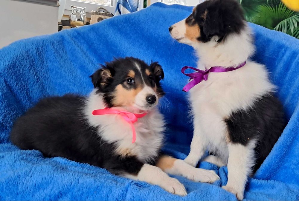 Gotowa Do odbioru -Sunia Owczarek Szkocki długowłosy Collie