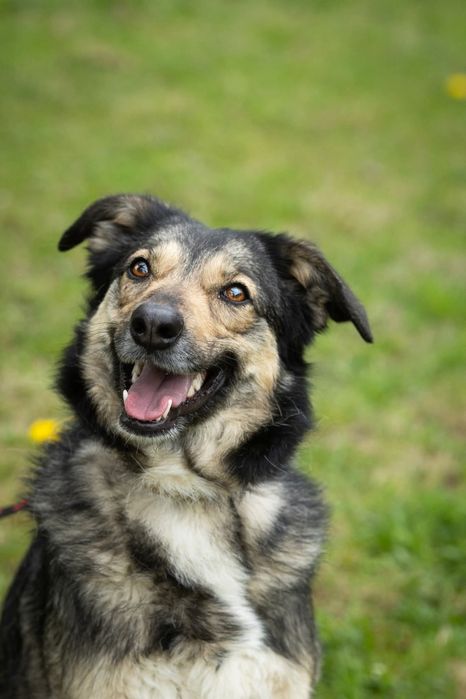 Temida szuka domu stałego!