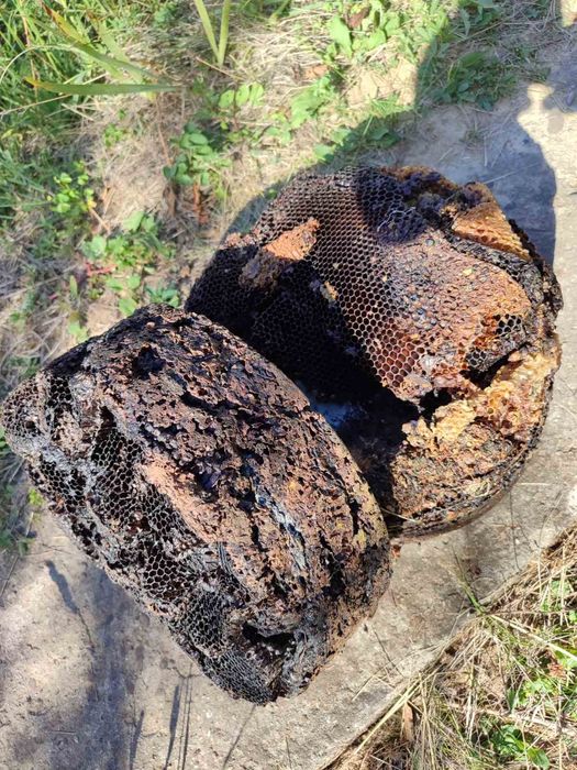 Продам мерву бджолину