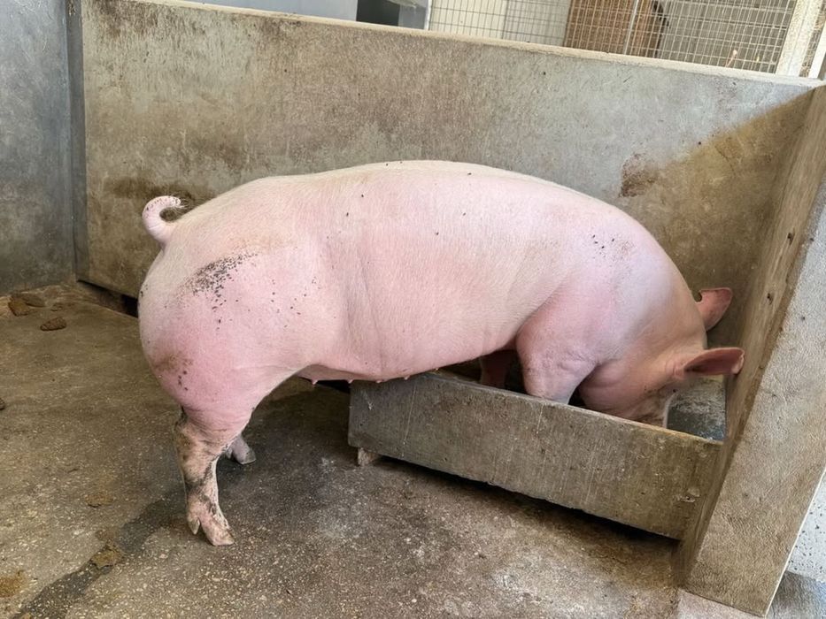 Porco  cruzado de pietran