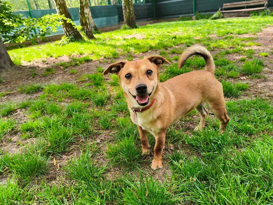 Lucas malutki, wystraszony piesio w schronisku..