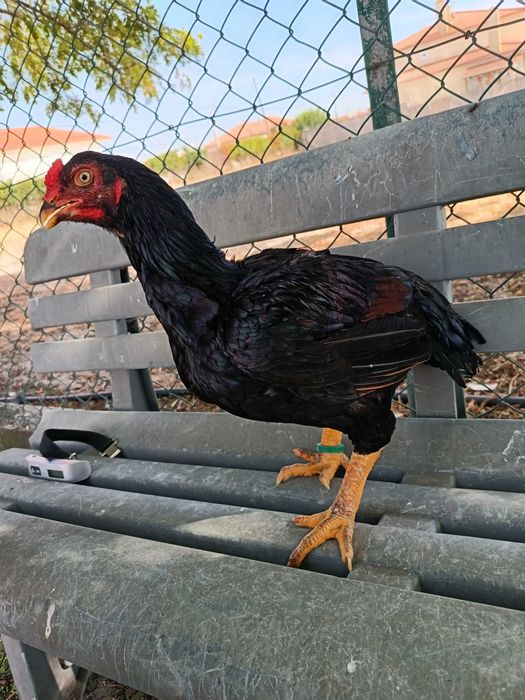 TOP 10 CORNISH azuis e pardos