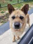 Maffi - suczka w typie Cairnwich Terriera (Cairn Terrier) do adopcji