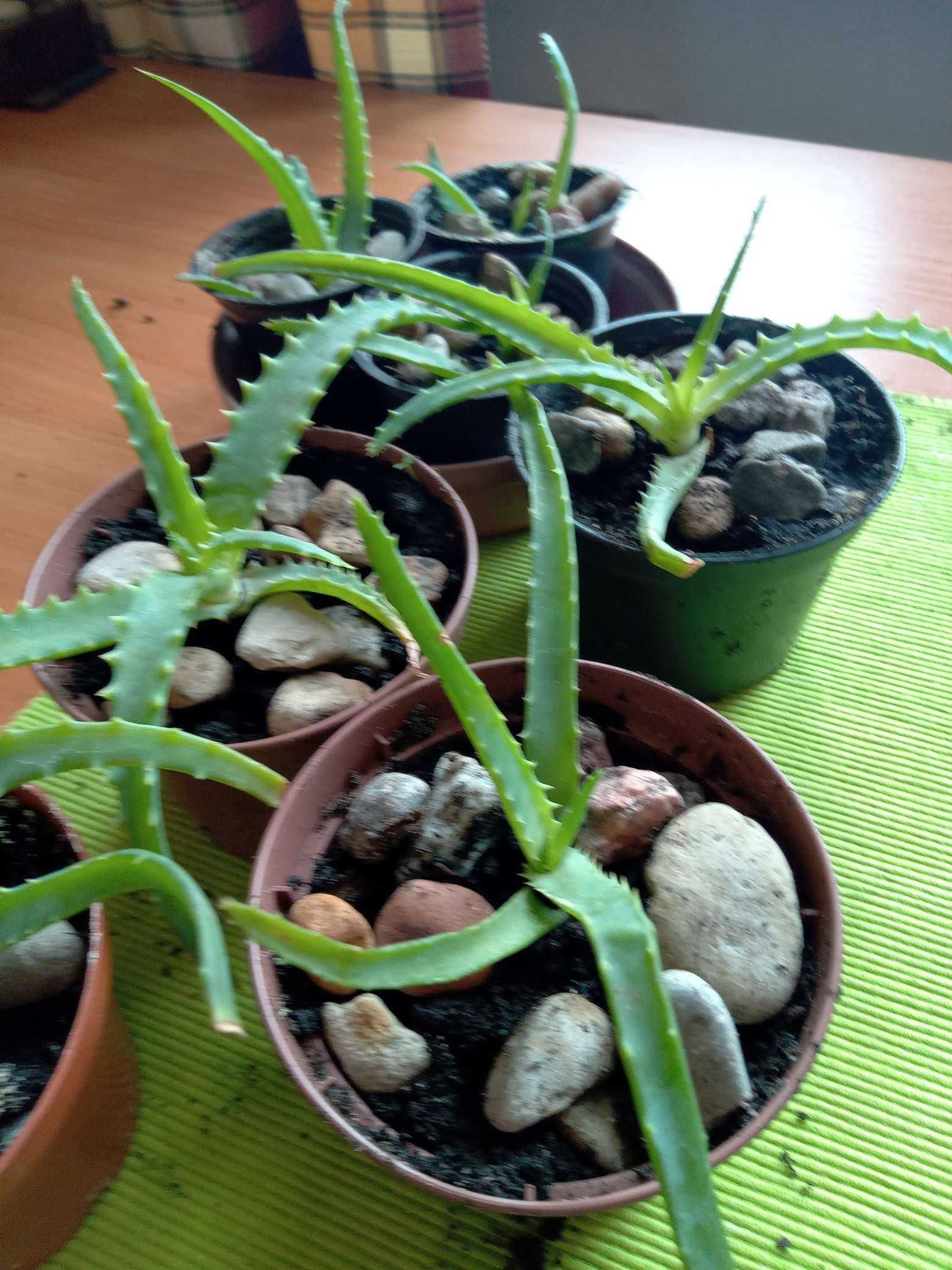 Aloes, roślina lecznicza