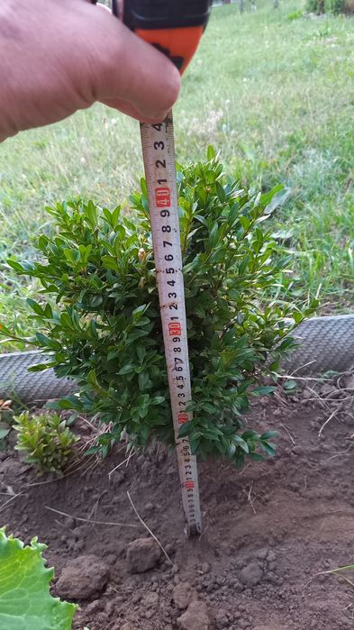 Самшит ( Бушпан) вічнозелений