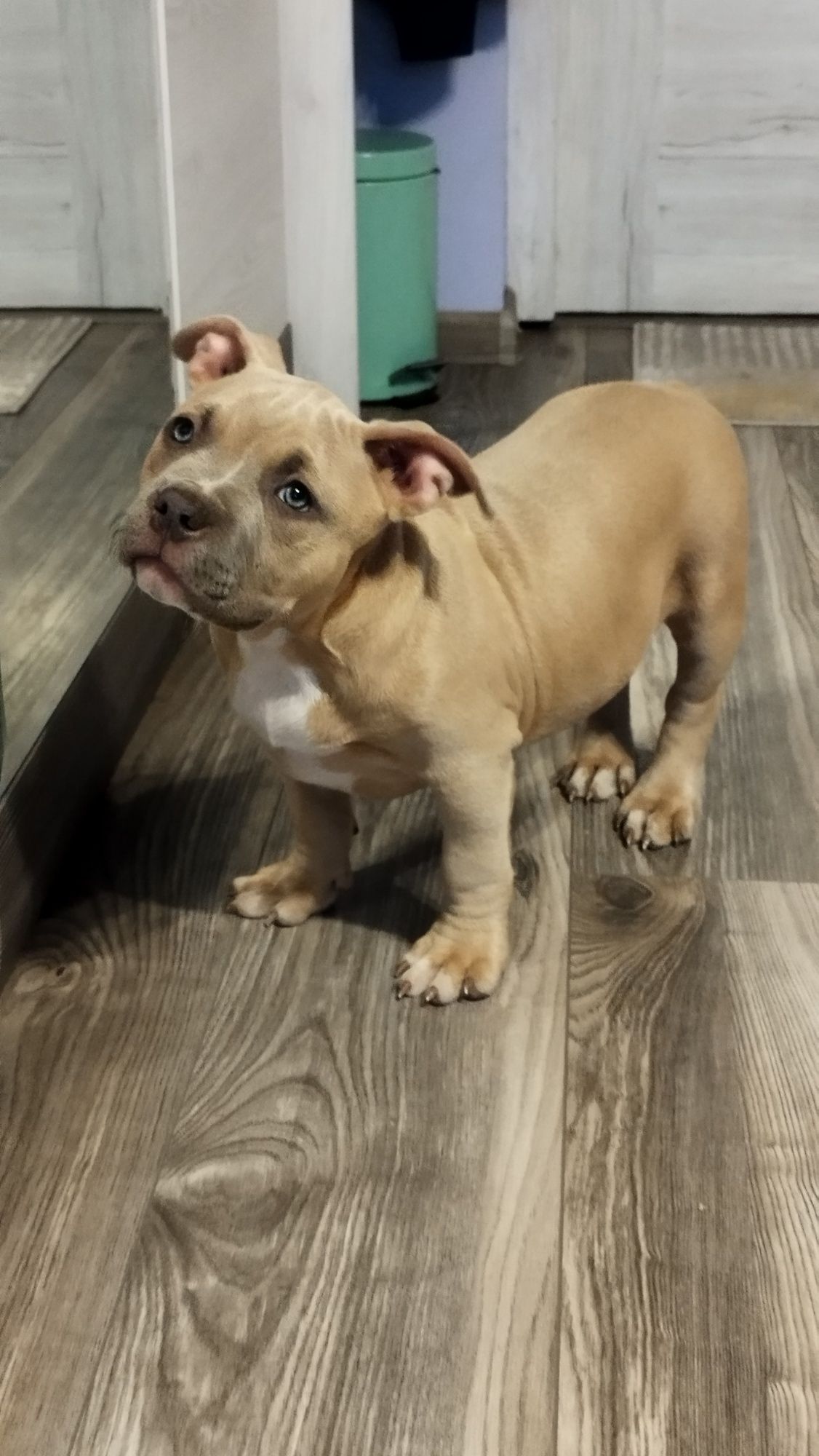 American Bully Standard