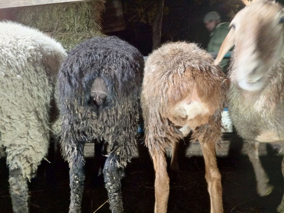 Продам ягнята гиссар