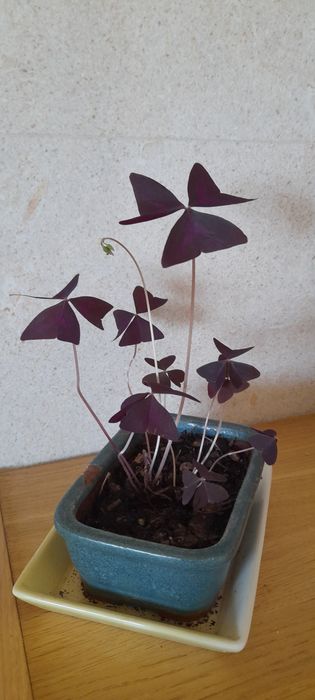 Trevo roxo - planta