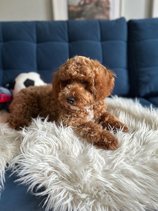 Piękny Piesek Maltipoo! Możliwy paszport!