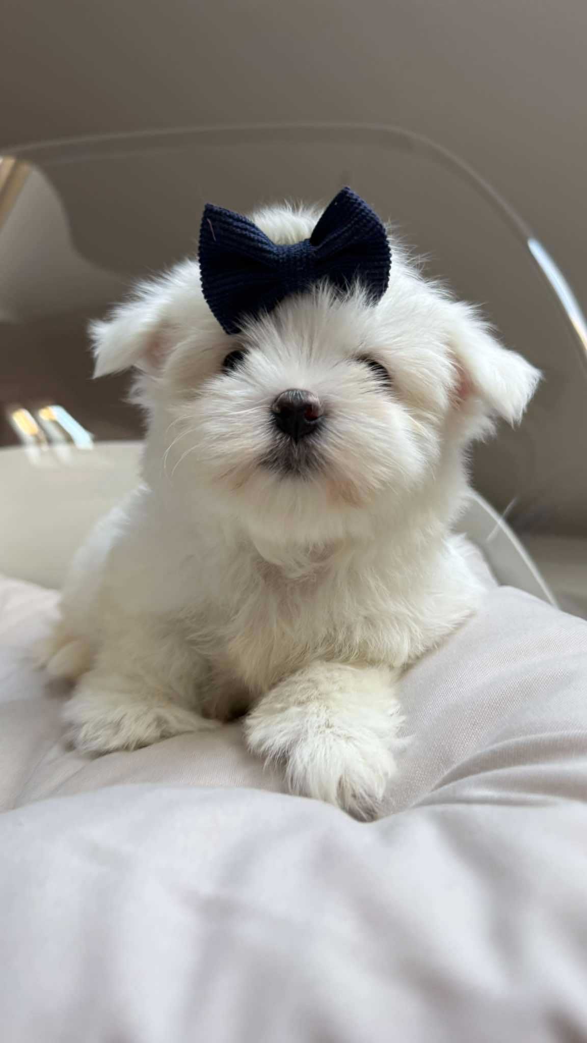 Mini Chłopczyk Maltańczyk z Rodowodem