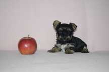 Yorkshire terrier NEMI suczka