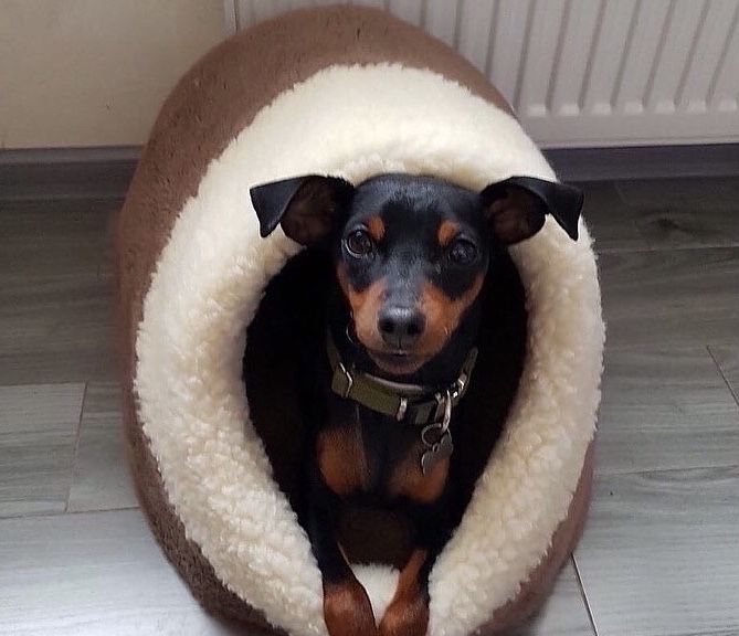 Хутряний будиночок домик лежак хатинка лежанка для котика собачки