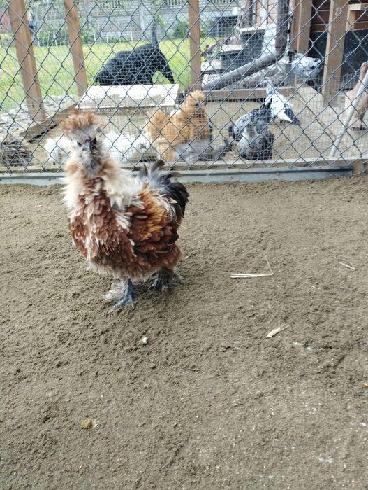 Silki jedwabiste lokowane i satynowe