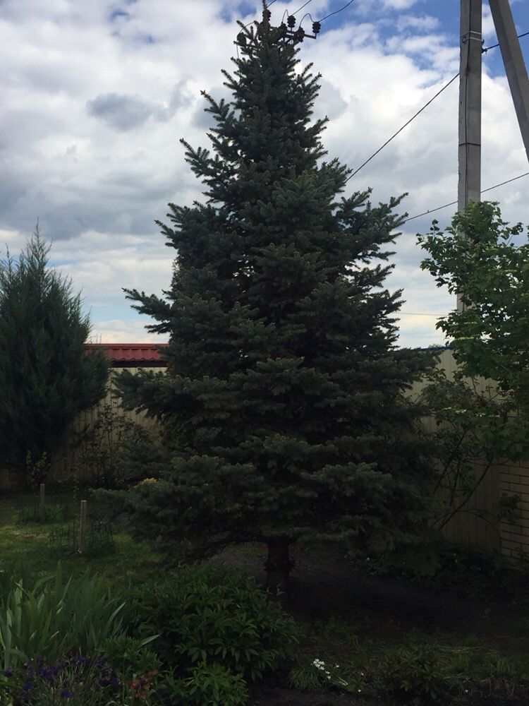 Продам голубую ель