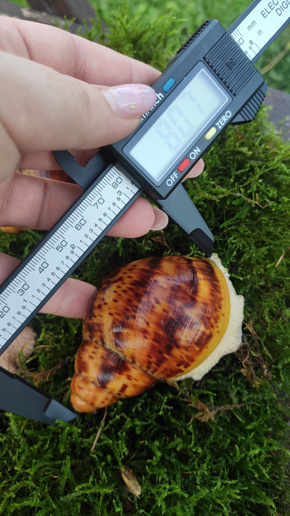 ślimaki afrykańskie Archahatina Marginata Ovum