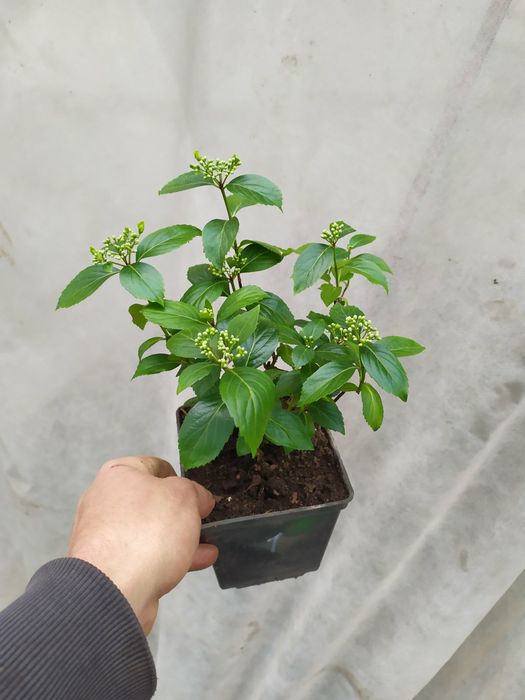 Гортензія в наявності 50+ кращих сортів