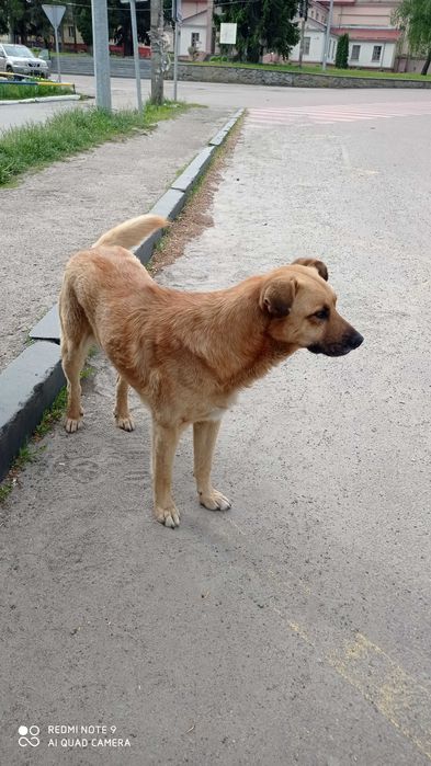 Рижик, розкішний кастрований пес, розумний охорона супер