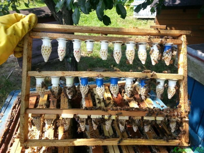 Matki pszczele nieunasiennione , Nieska/Alpejka/Sklenar/Hinderhofer