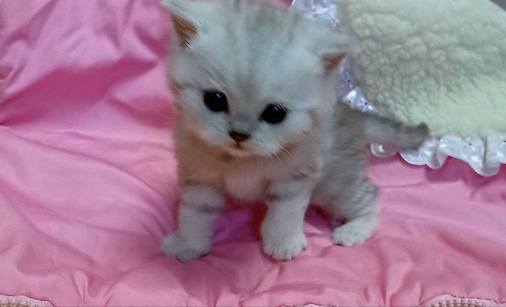 Розкішні шотландські кошенята.