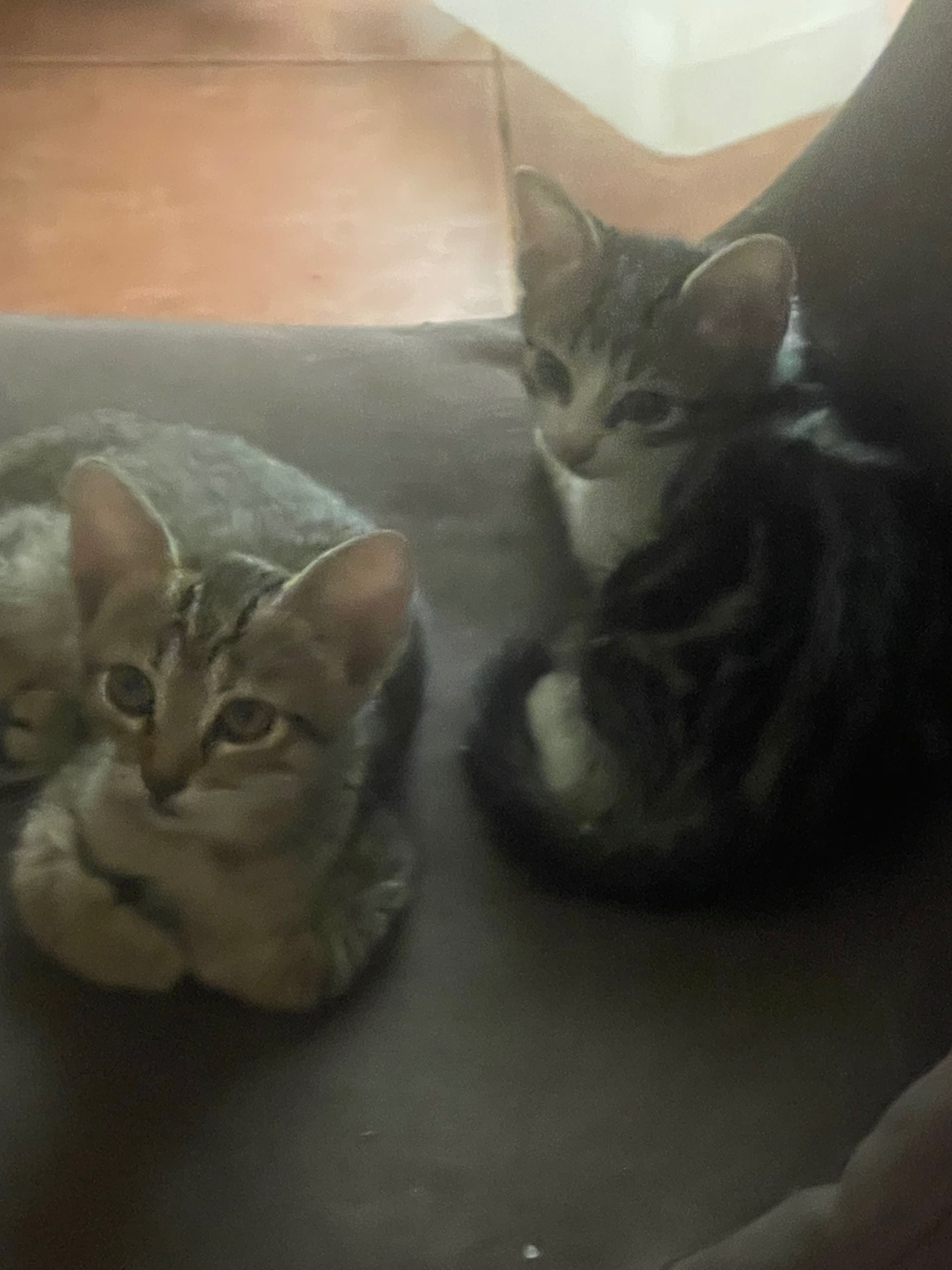 Gatilhos Para Adoptar
