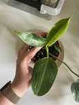 Philodendron jose buono