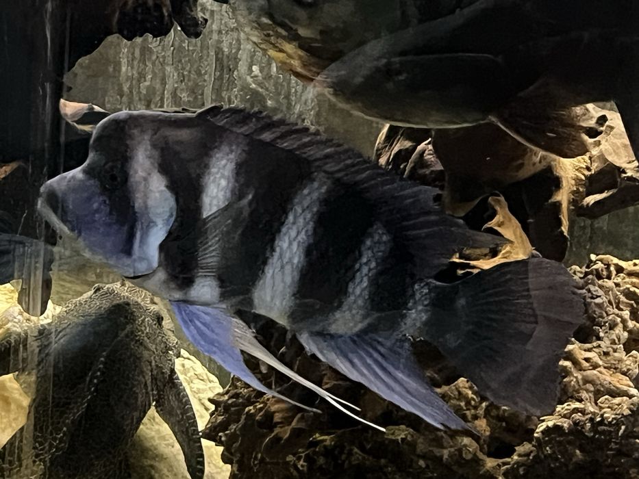 Frontosa blue Zaire samiec