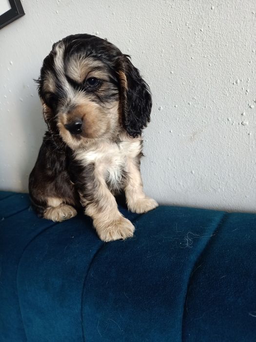 Zapowiedź miotu Cocker Spaniel Angielski