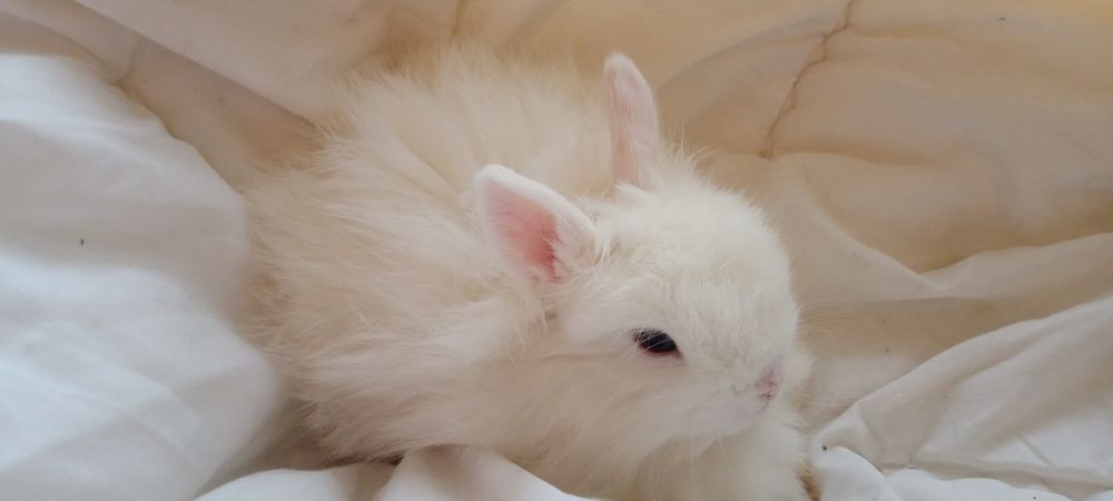 Білий ангорський декоративний кролик