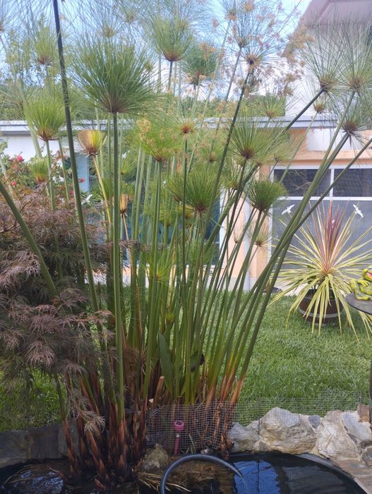 Papiros para jardim ou lago