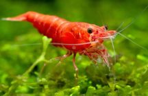 Krewetki neocaridina SAKURA RED
