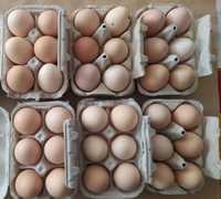 Ovos caseiros biologicos de galinhas criadas em liberdade