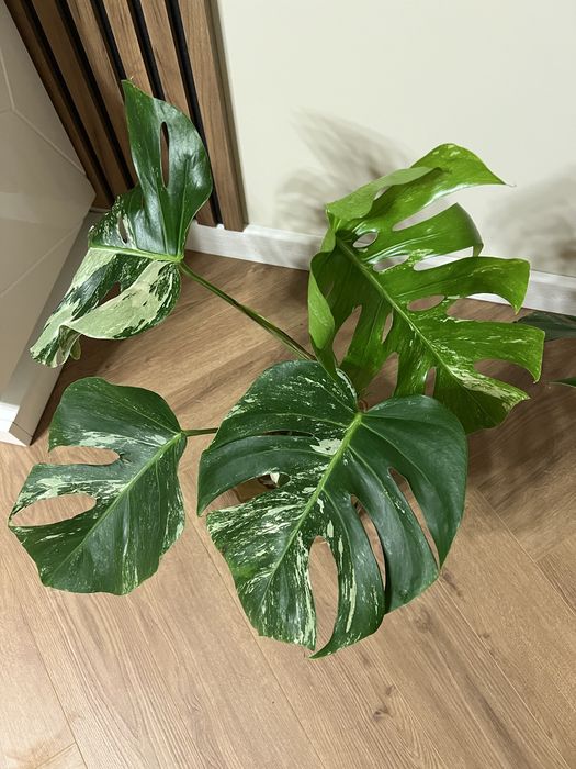 Монстера варієгатна деліціоза