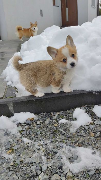 Welsh Corgi Pembroke FCI Piesek
