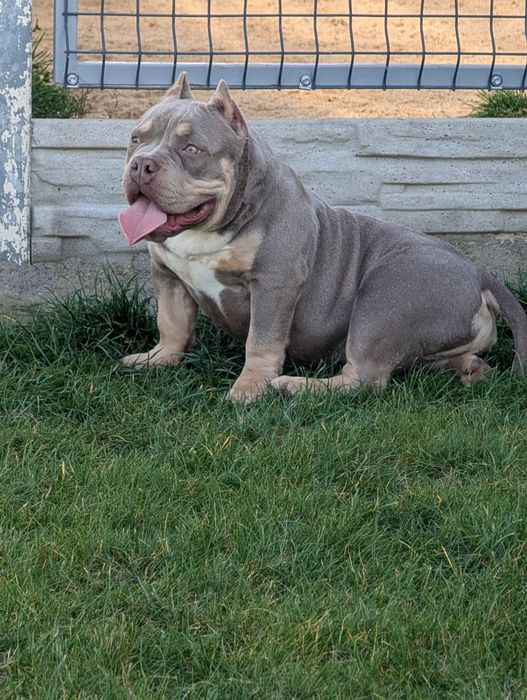 American bully pies
