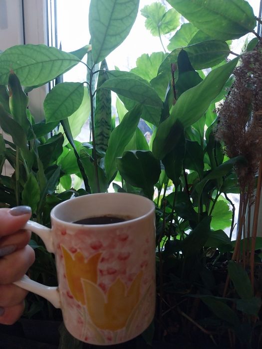 Кардамон специя  саджанці