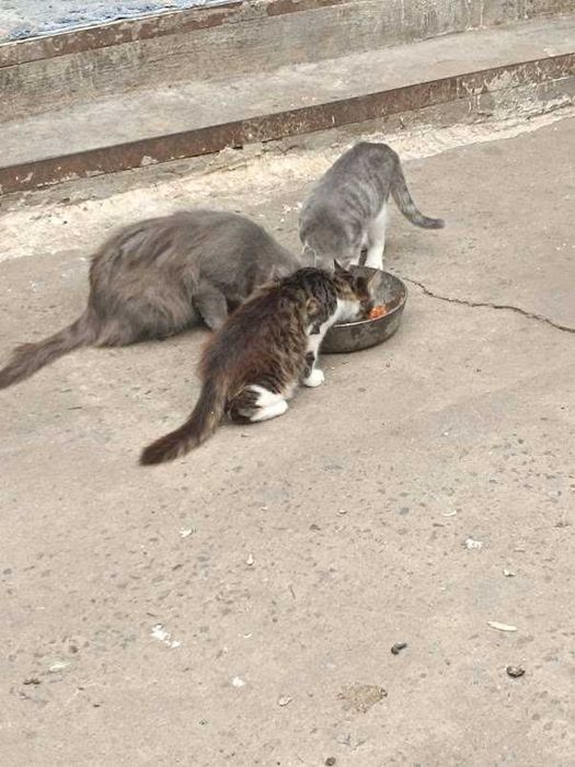 Красивые пушистые котята
