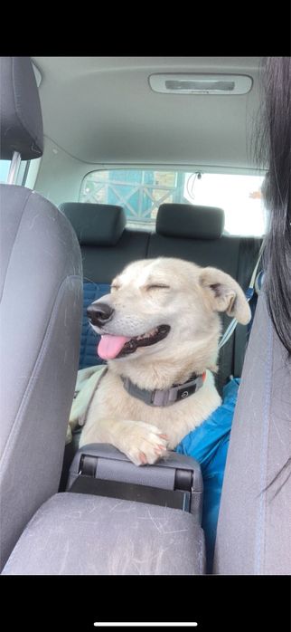 Oddam w dobre rece suczke lune