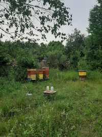 Sprzedam  rodziny pszczele