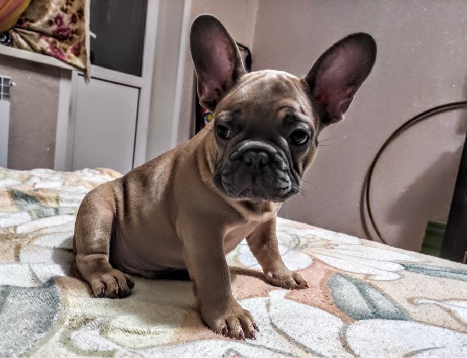 Вязка Французский бульдог