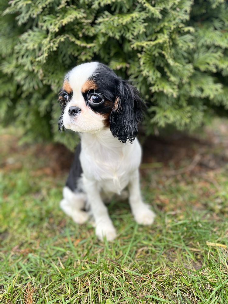 Cavalier King Chales Spaniel