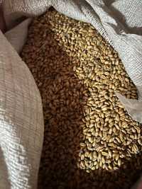 Зерно пшениці, врожай 2023