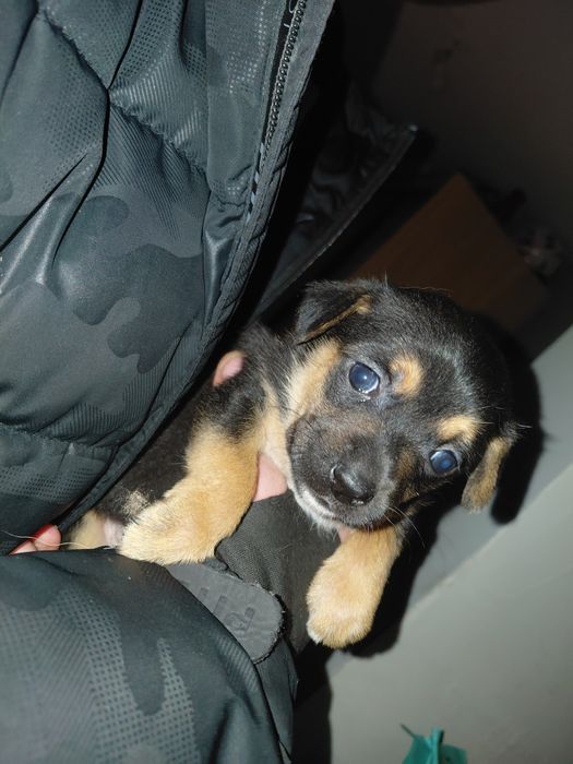 Szczeniaki do oddania na koniec grudnia