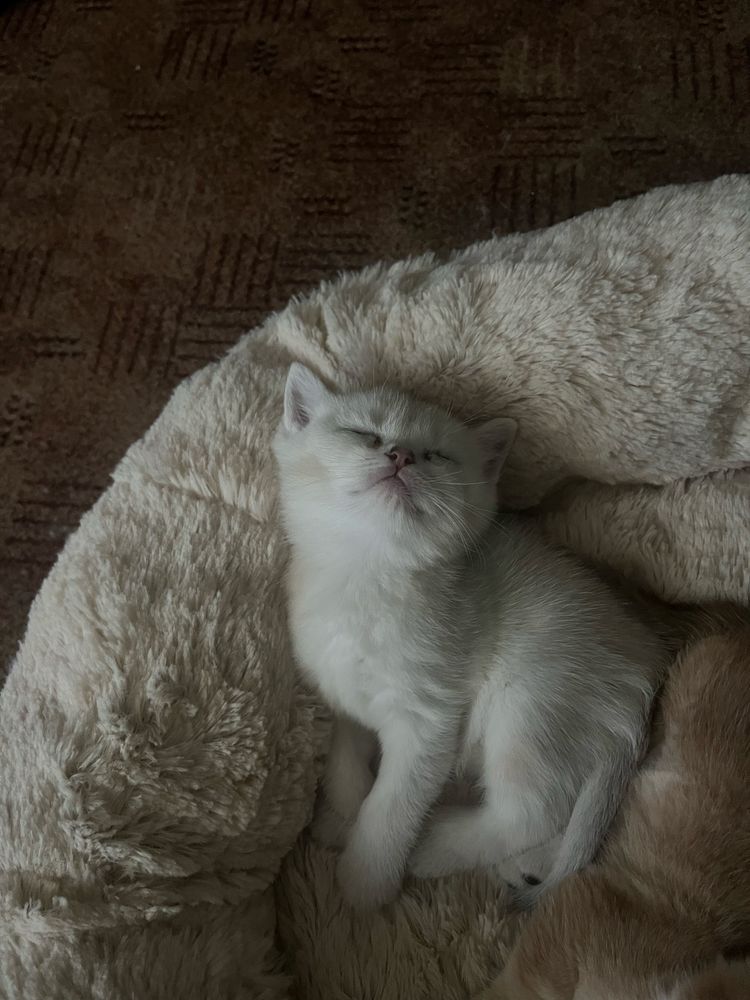 Срібна шиншила, продається котик скотіш страйт