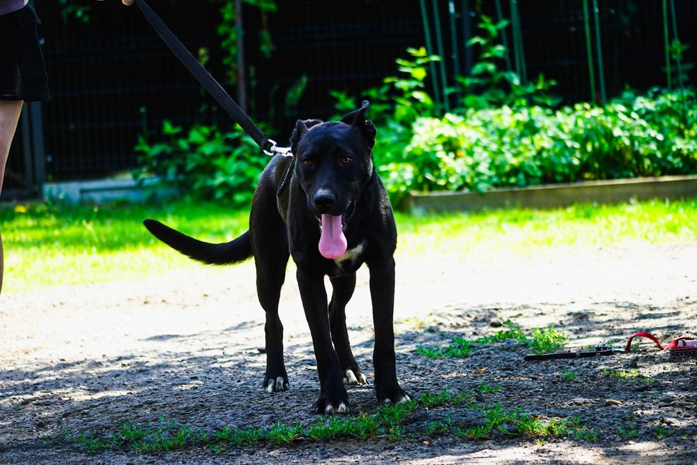 Parker - młody, energiczny pies szuka domu