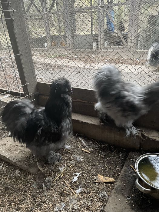 Koguty silki jedwabiste Typ USA 2024 r kolor bialy, lawendowy, niebies