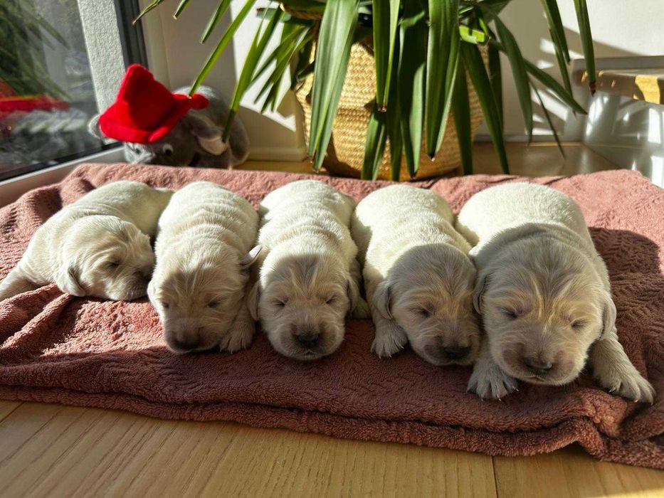 Golden Reriever ZKwP FCI