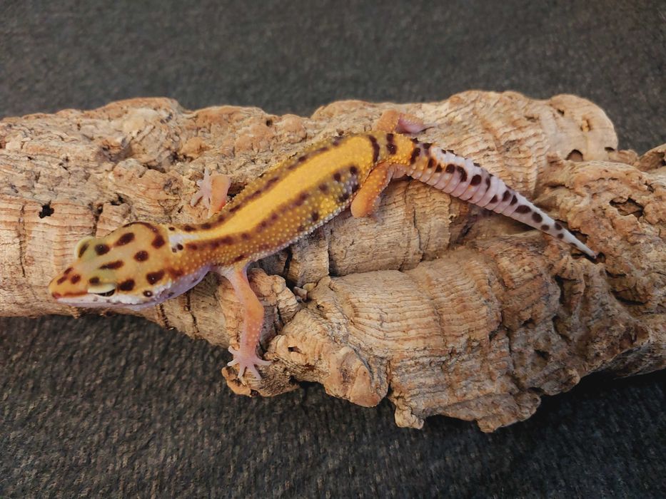 Gekon lamparci , gekony lamparcie samice i samce